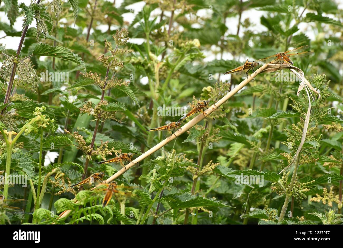 Four-spotted Chaser Dragonflys'Libellula quadrimaculata' line up on a reed stem in the Ham Wall RSPB Nature reserve on the Somerset Levels. Avalon mar Stock Photo