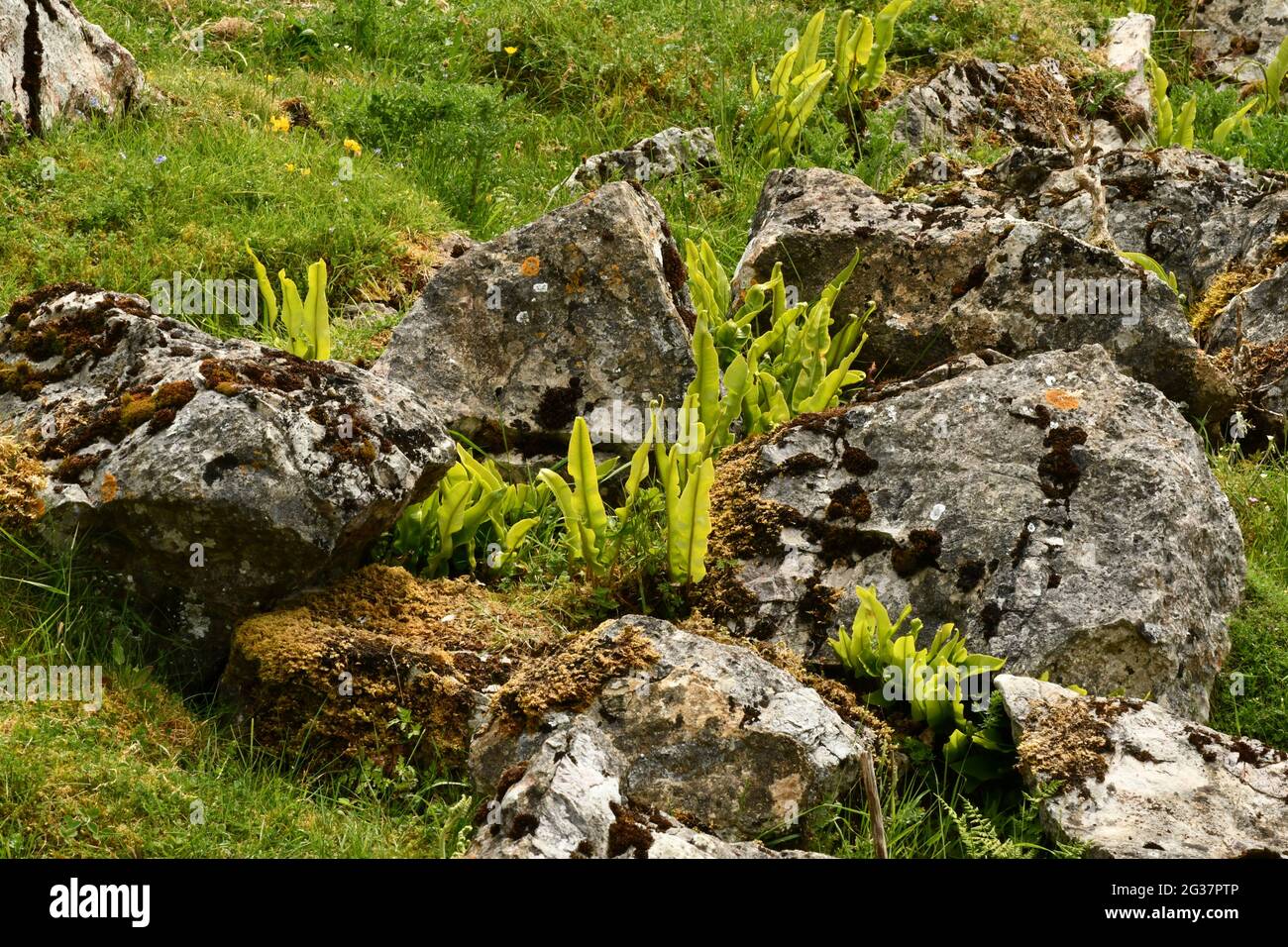 Hart's-tongue Fern,' Asplenium scolopendrium' among lichen and moss covered limestone rocks in worked out mineral veins or ‘rakes' in Ubley Warren on Stock Photo