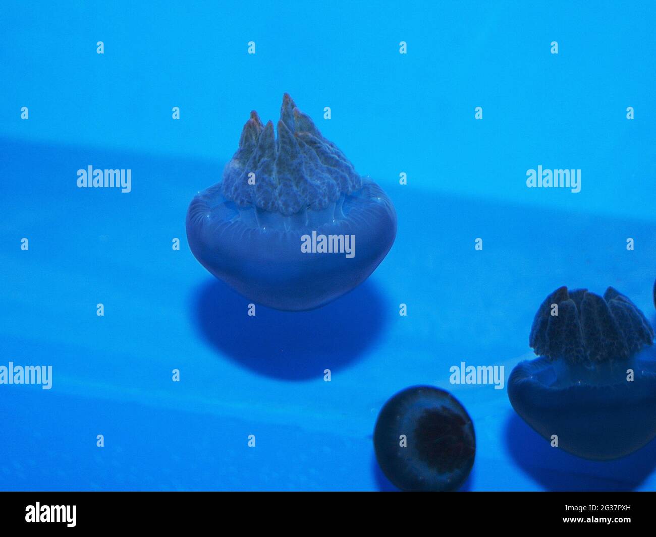 Blue Dream - An odd-looking jellyfish in the extensive collections available for viewing in the Aquarium at Ocean Park, Manila, the Philippines Stock Photo