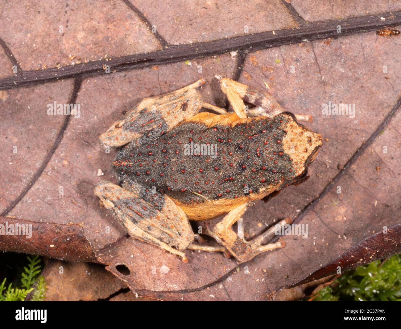 Dwarf jungle frog (Engystomops petersi) in the rainforest, Morona Santiago province, Ecuador Stock Photo