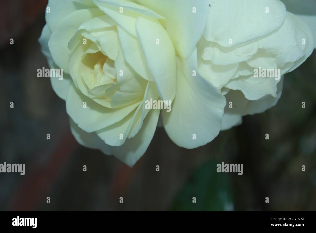 Close up white roses hi-res stock photography and images - Alamy