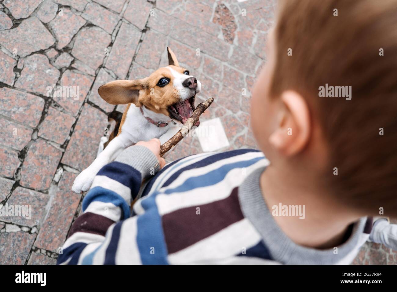 Outdoor Activities For Beagles. Games to play with beagle puppies. How to Entertain puppy and
