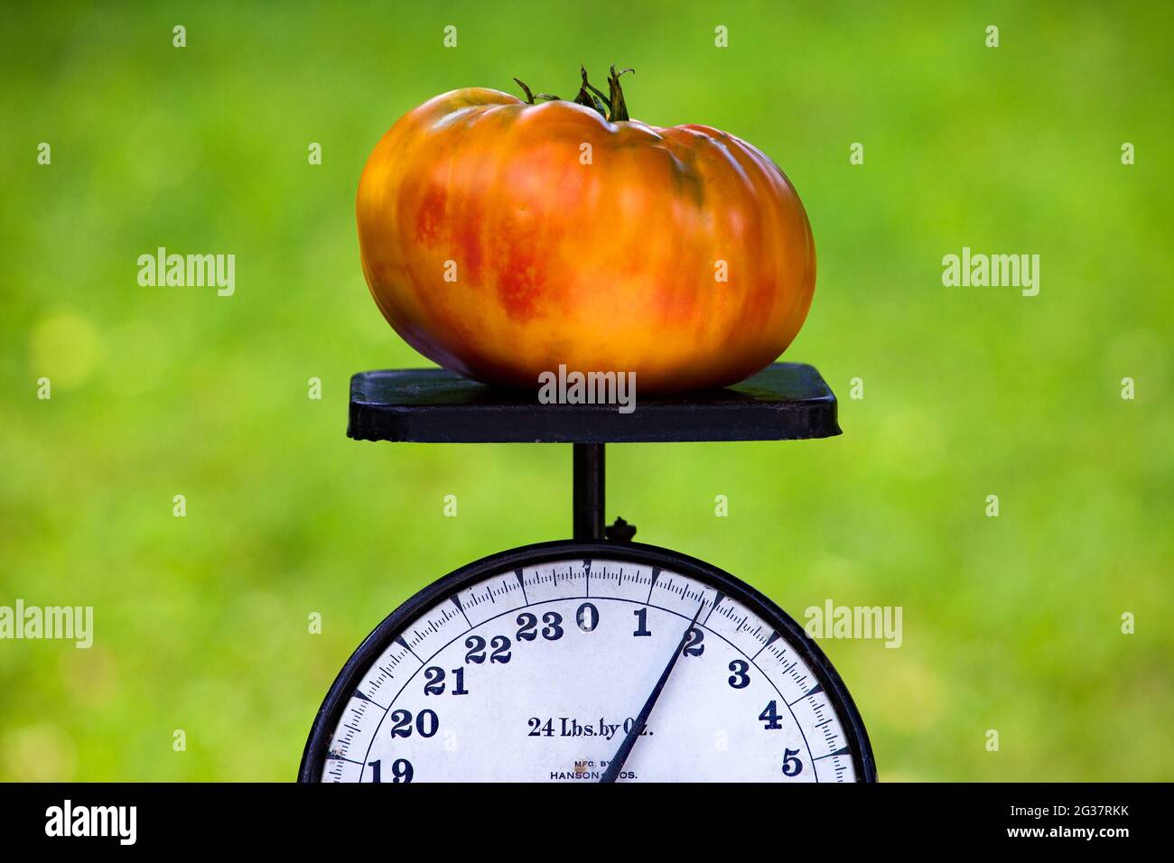 A Hillbilly Potato Leaf  heirloom tomato that was grown in a Pennsylvania home garden on an antique kitchen scale. Stock Photo