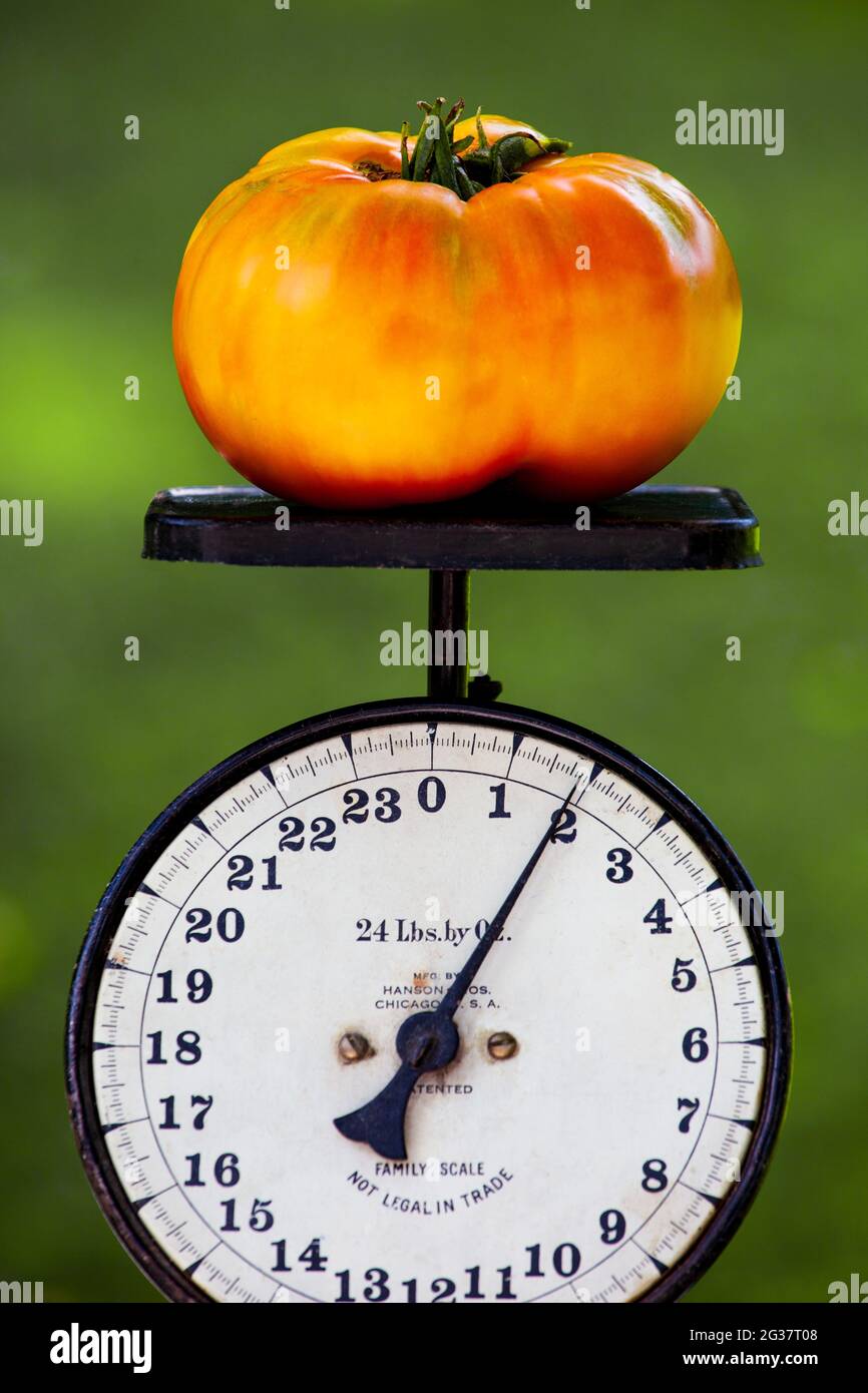 A Hillbilly Potato Leaf  heirloom tomato that was grown in a Pennsylvania home garden on an antique kitchen scale. Stock Photo