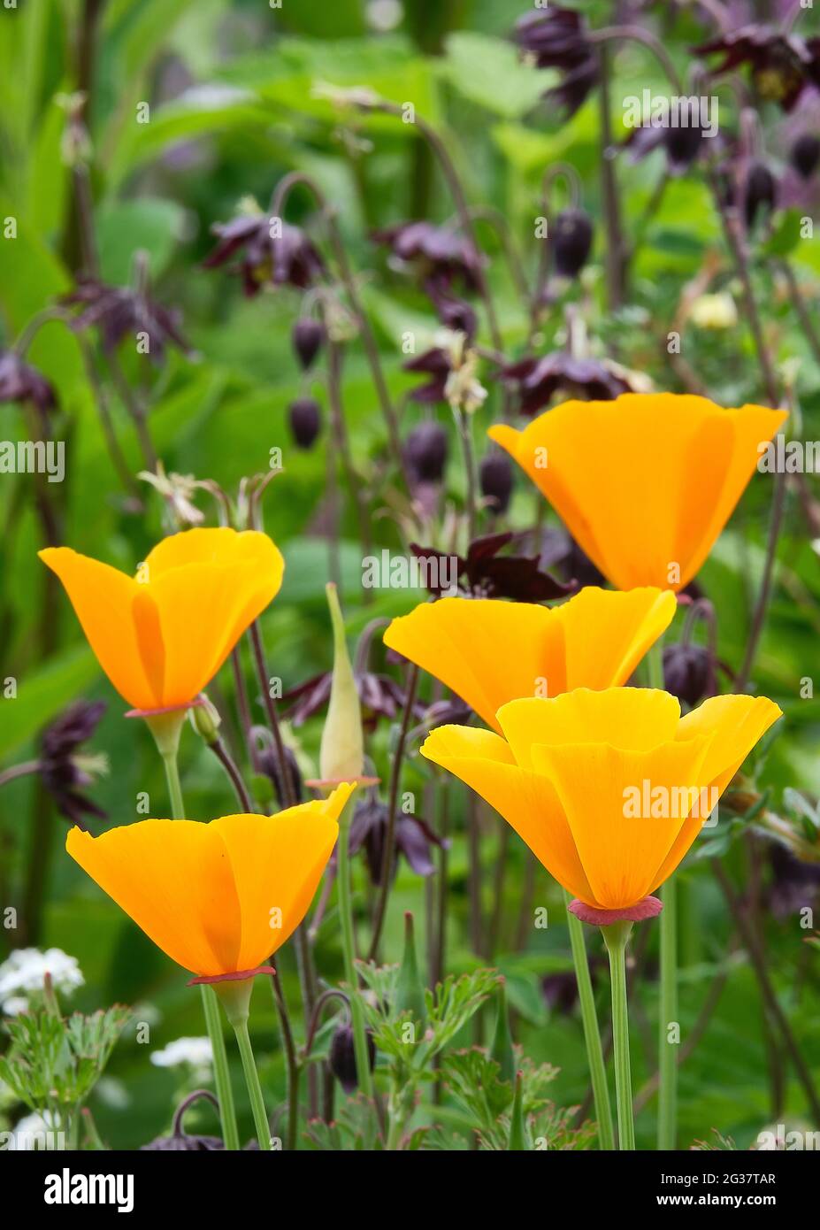 Close up of Californian Poppy growing in a garden Stock Photo
