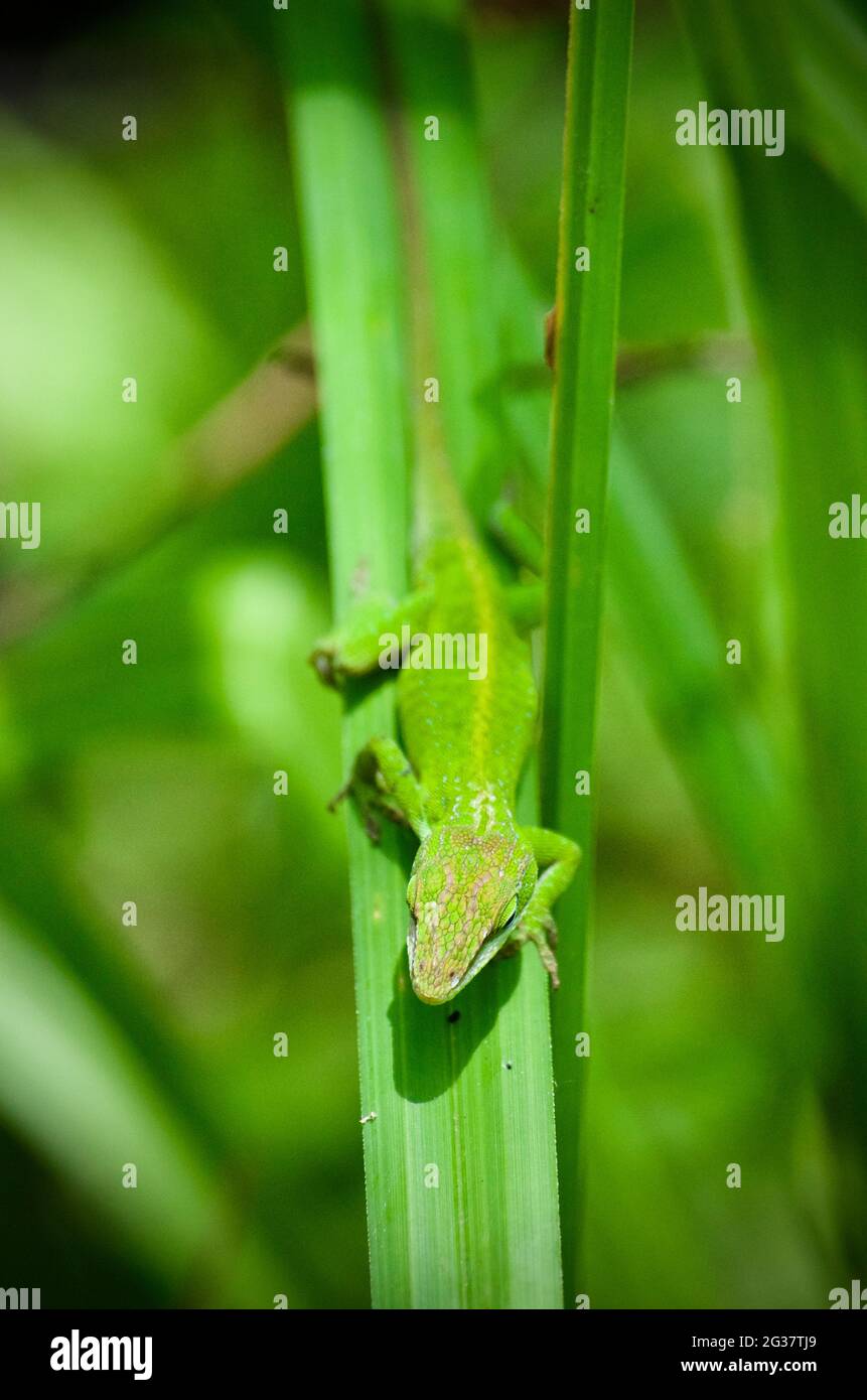 green anole on a green leaf Stock Photo