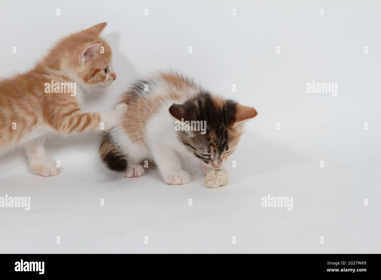 Little kittens playing on white background Stock Photo