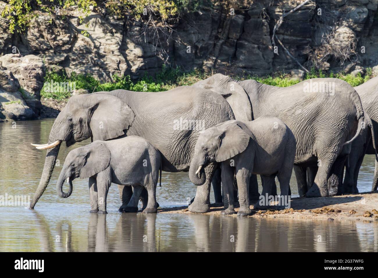 African elephant (Loxodonta africana) family herd with babies drinking  water in Kruger National Park, South Africa Stock Photo - Alamy, image size:1300x956