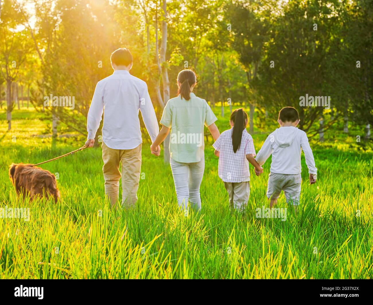 Happy family of four walking dogs in the park high quality photo Stock ...