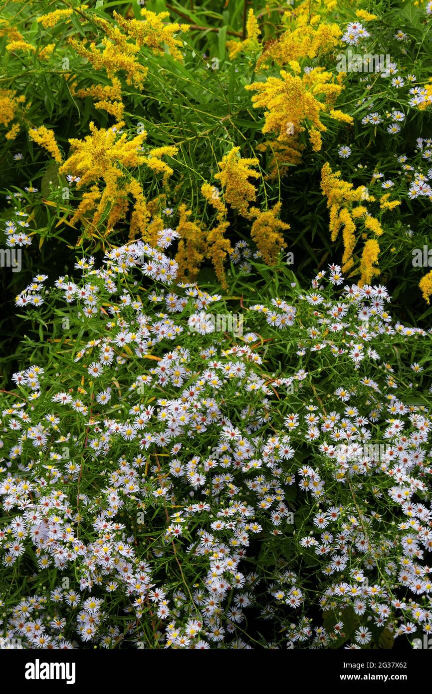 Small White Aster and Goldenrod during late summer in an old field in Pennsylvania's Pocono Mountains Stock Photo