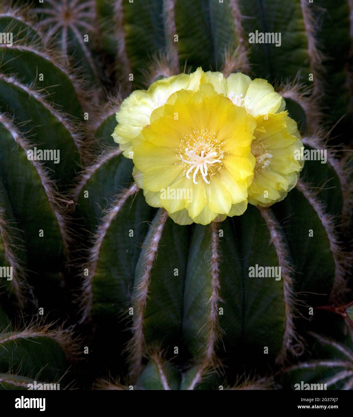 Close up image of a Parodia Magnifica plant or Rounded Ball cactus Stock Photo
