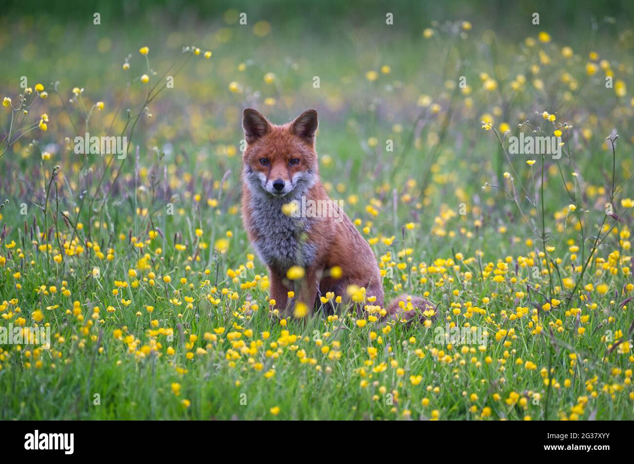 Red Fox Stock Photo