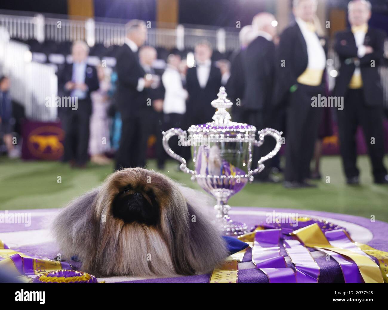 Tarrytown, United States. 14th June, 2021. Wasabi the Pekingese sits in the winners circle after winning Best In Show at the 145th annual Westminster Kennel Club Dog Show at the Lyndhurst Estate in Tarrytown, New York on Sunday, June 13, 2021. This years Westminster Dog Show was delayed due to COVID-19 and next years competition will return again to Madison Square Garden. Photo by John Angelillo/UPI Credit: UPI/Alamy Live News Stock Photo