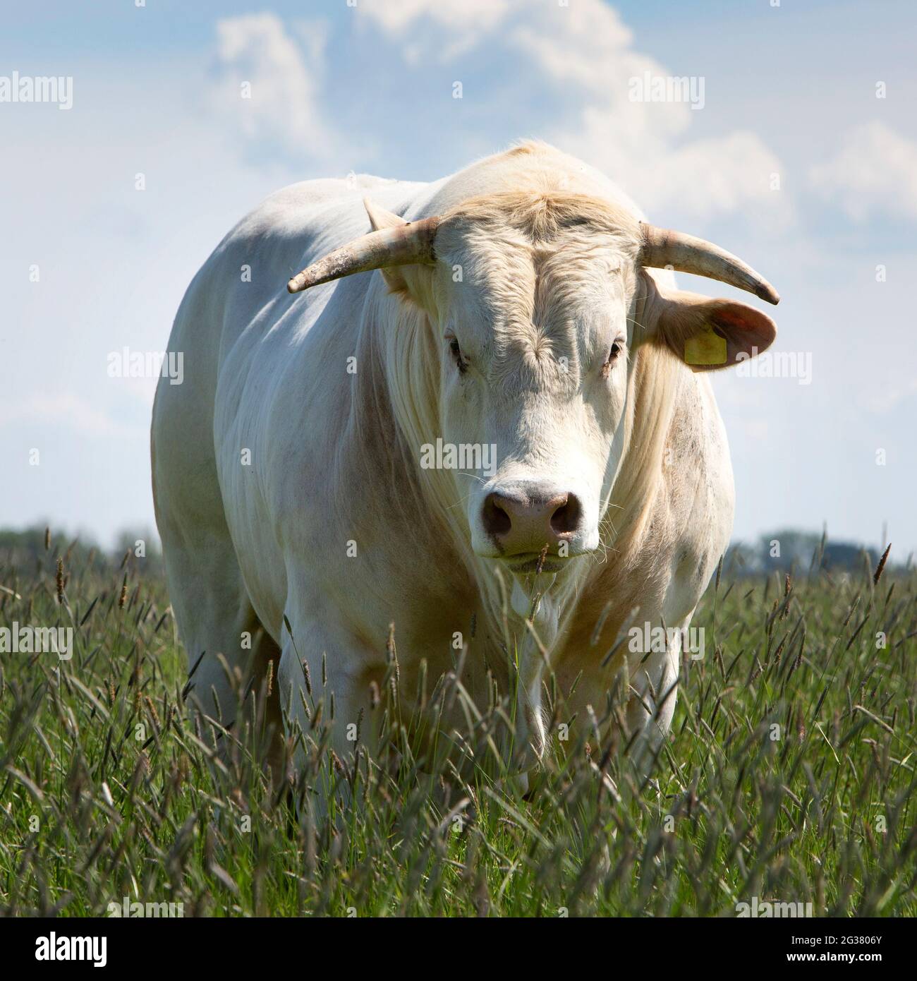 white horned bull in long grass of meadow in summer Stock Photo