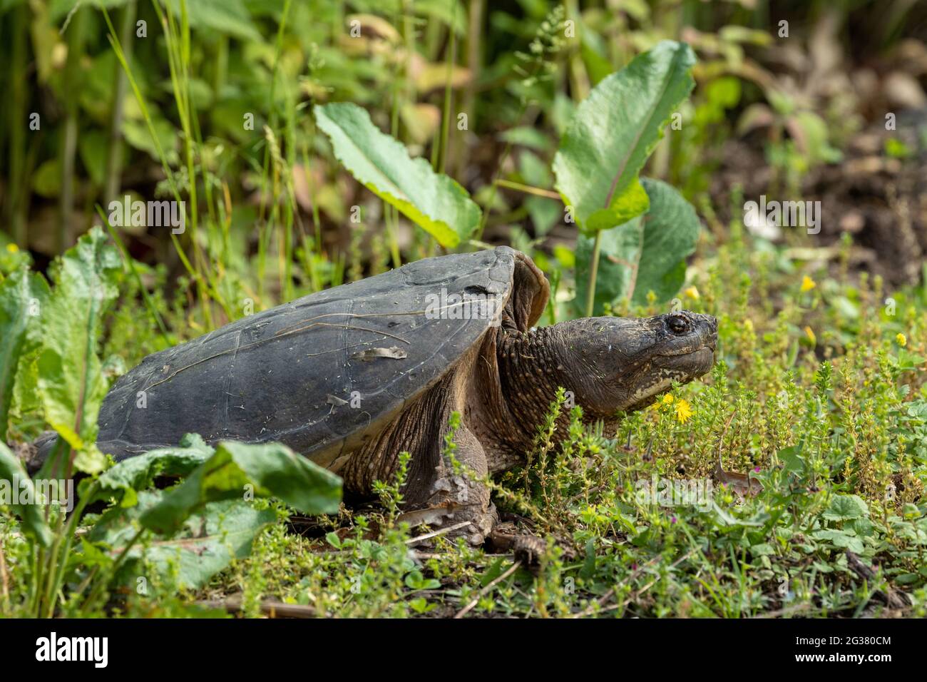 Common snapping turtle Stock Photo Alamy