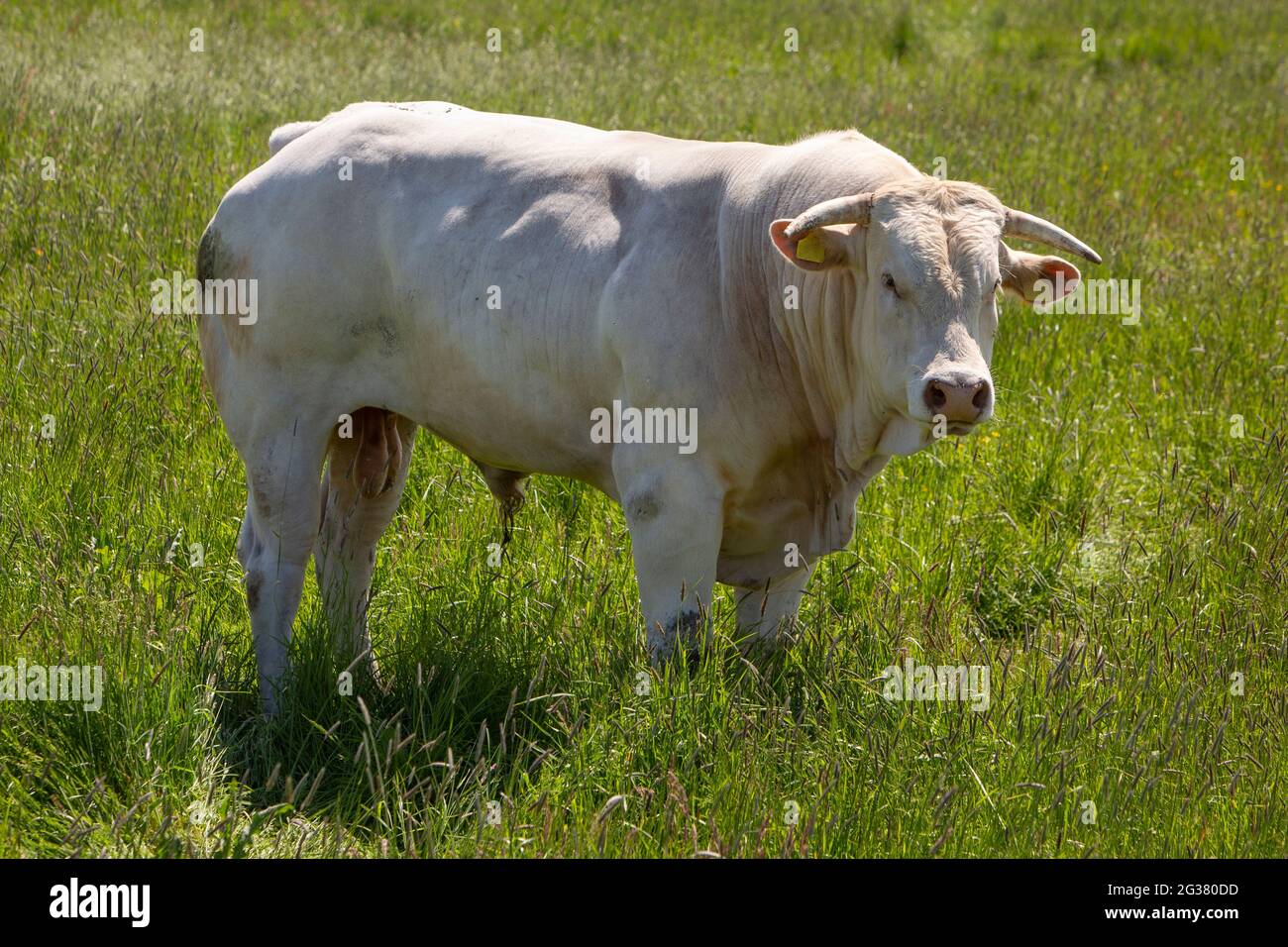 white horned bull in long grass of meadow in summer Stock Photo