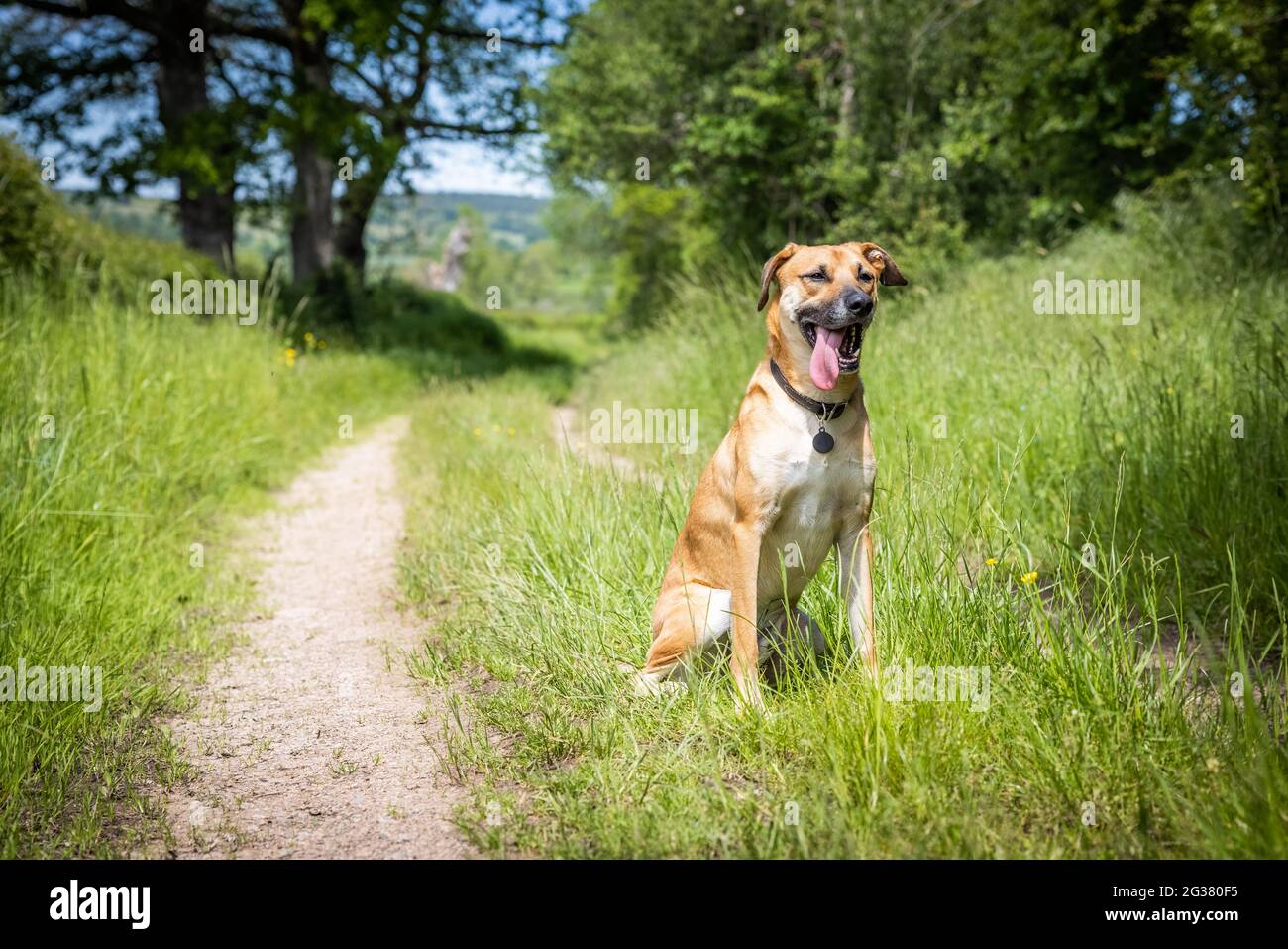 Black mouth cur - breed in the field Stock Photo