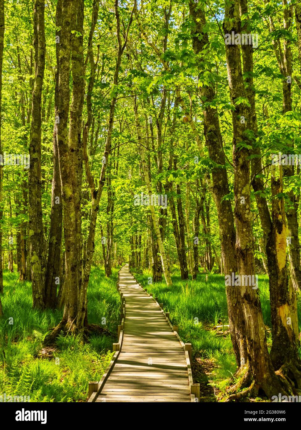 Jessup Trail, Wild Gardens of Acadia, Acadia National Park, Maine, USA Stock Photo