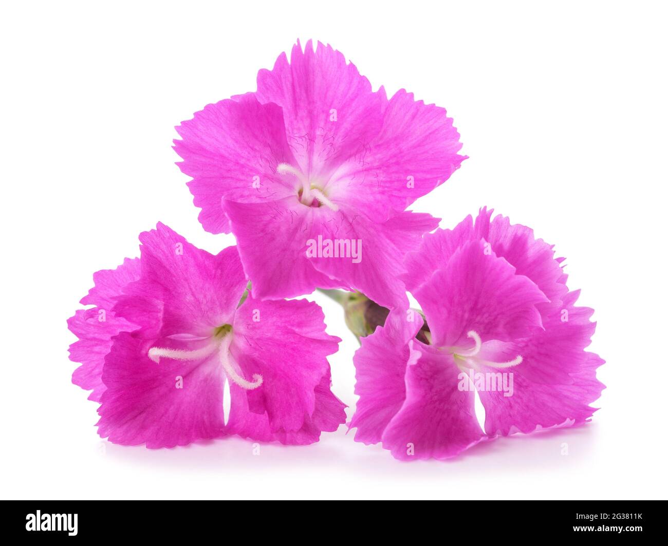Dianthus Carthusian Pink isolated on white background Stock Photo