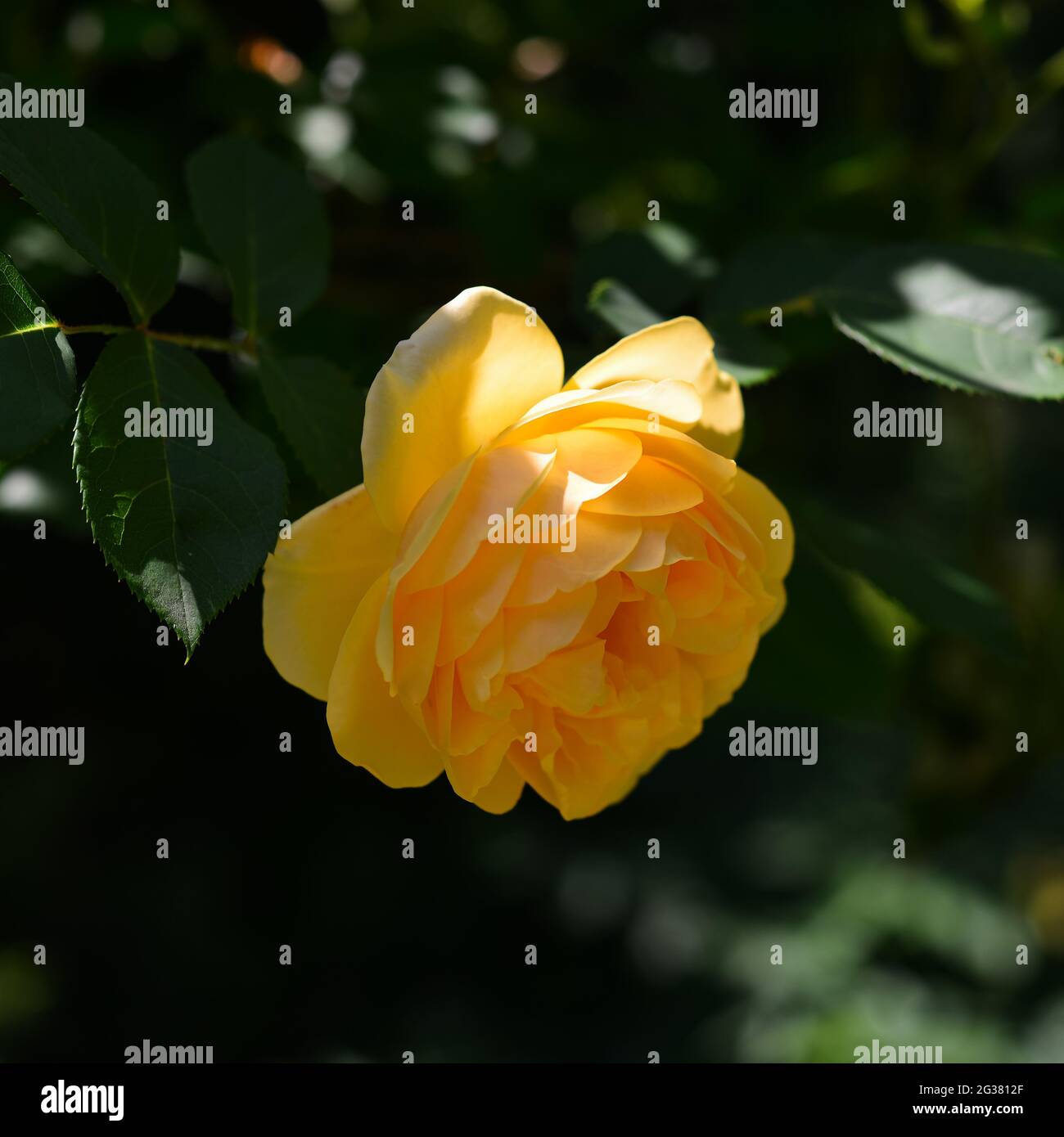 Beautiful large rose hi-res stock photography and images - Alamy