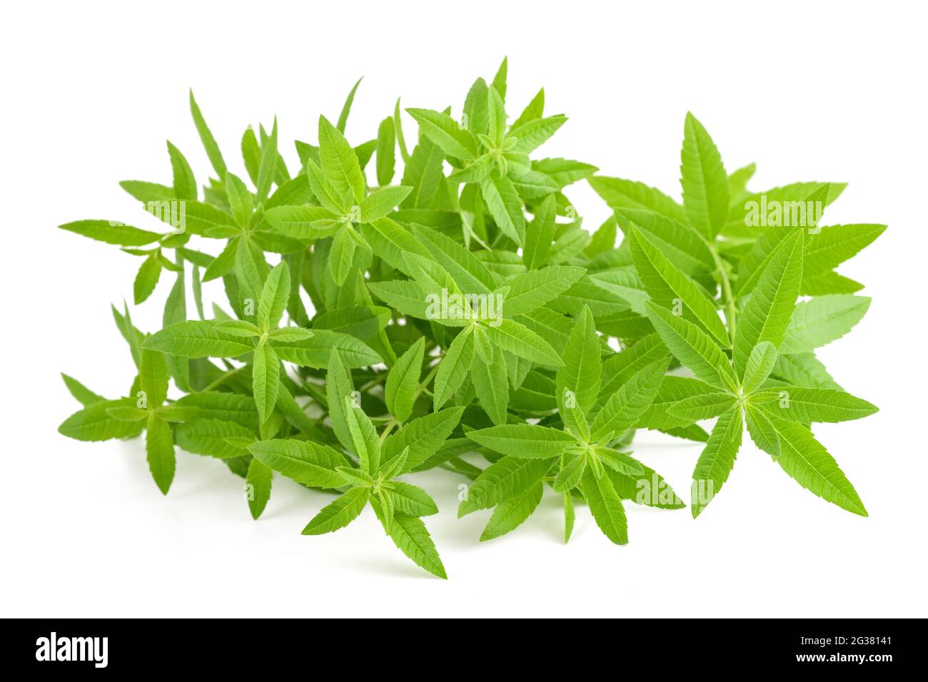 Lemon verbena plant isolated on white background Stock Photo