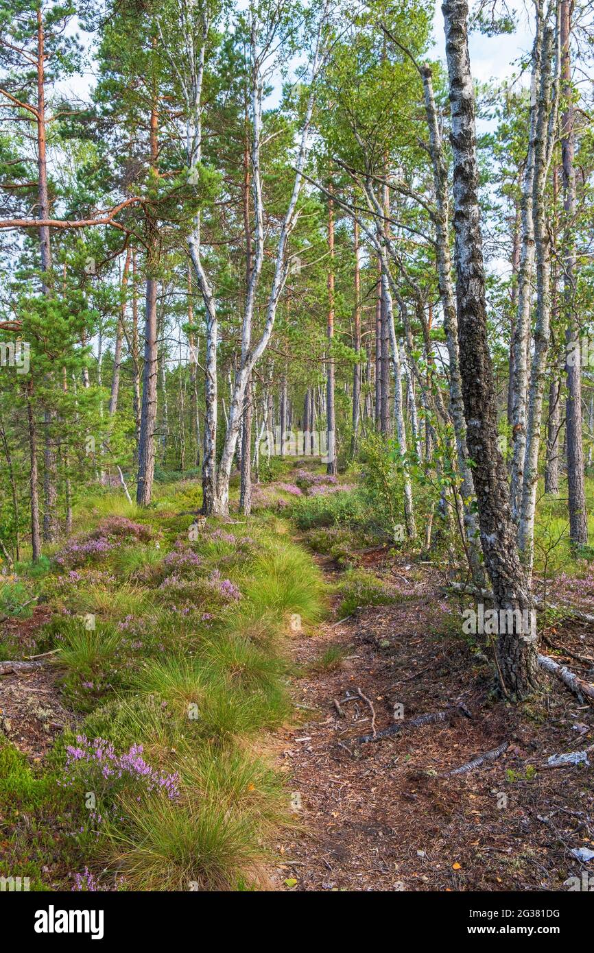 Path in a forest on a peat Stock Photo