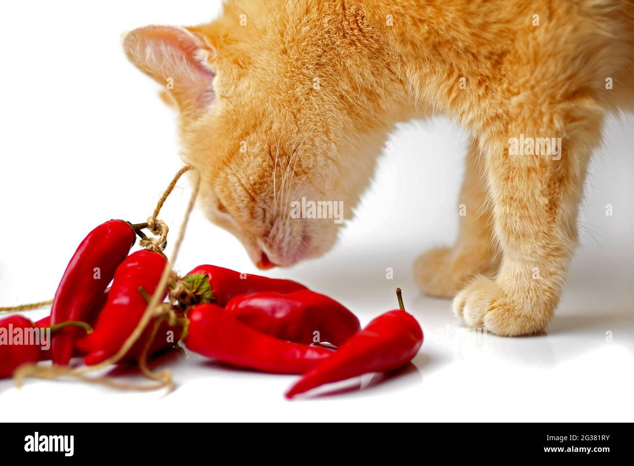 ginger cat sniffing bunch of red chili peppers on white background