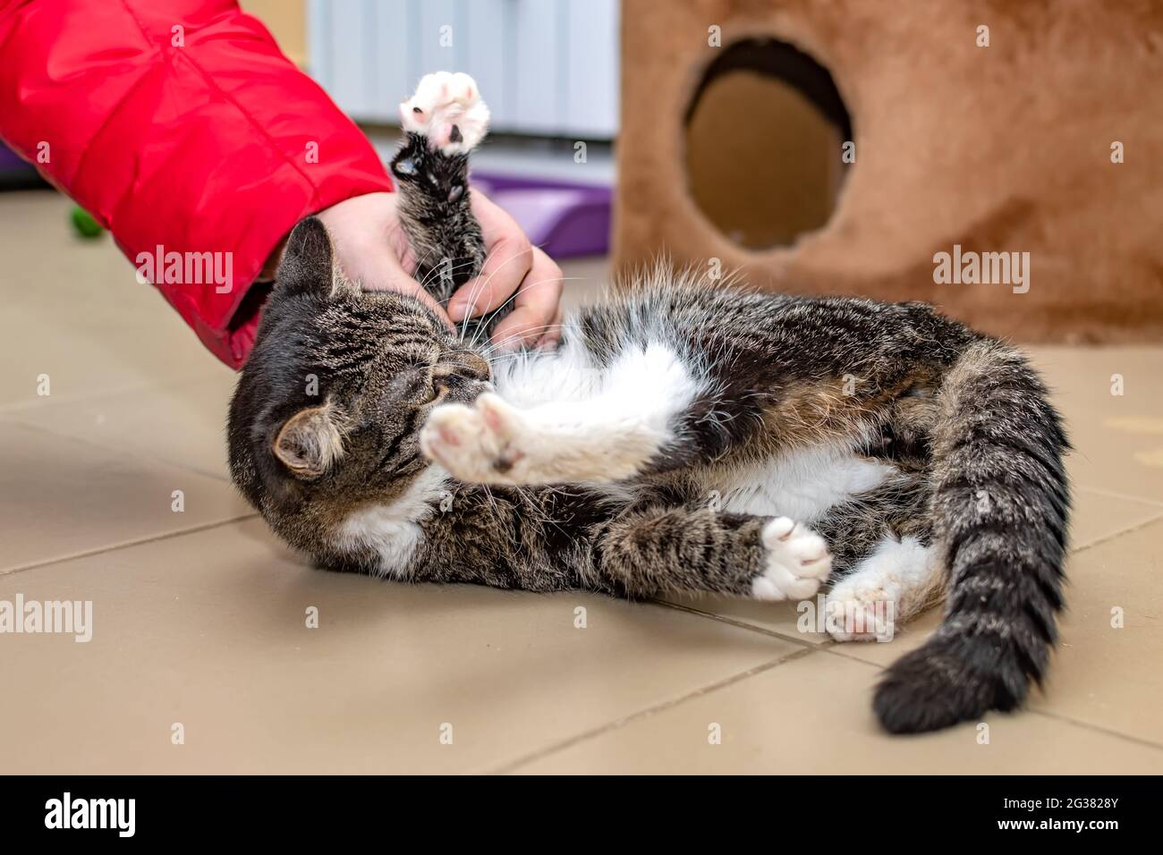 Homeless man with cat hi-res stock photography and images - Alamy