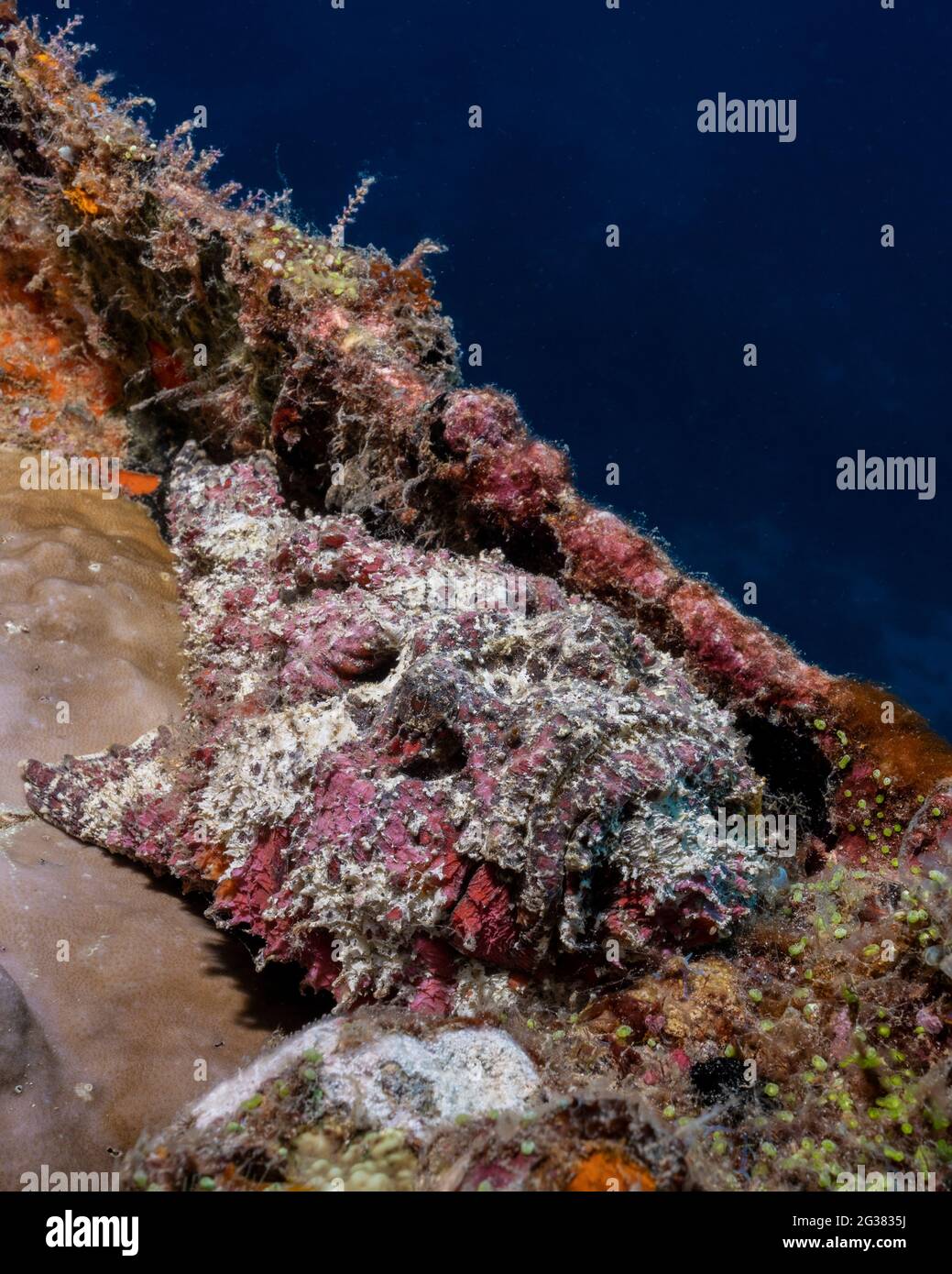 Synanceia verrucosa, reef stonefish, in Maldives Stock Photo