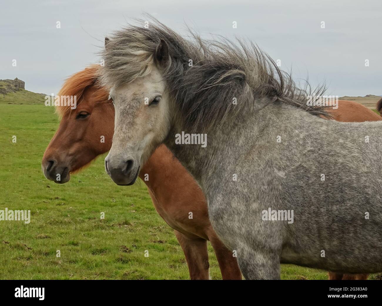 Icelandic horses with long hair. Icelandic horse is a breed of horse developed in Iceland only Stock Photo - Alamy Icelandic horses with long hair. Icelandic horse is a breed of horse developed in Iceland only Stock Photo - Alamy