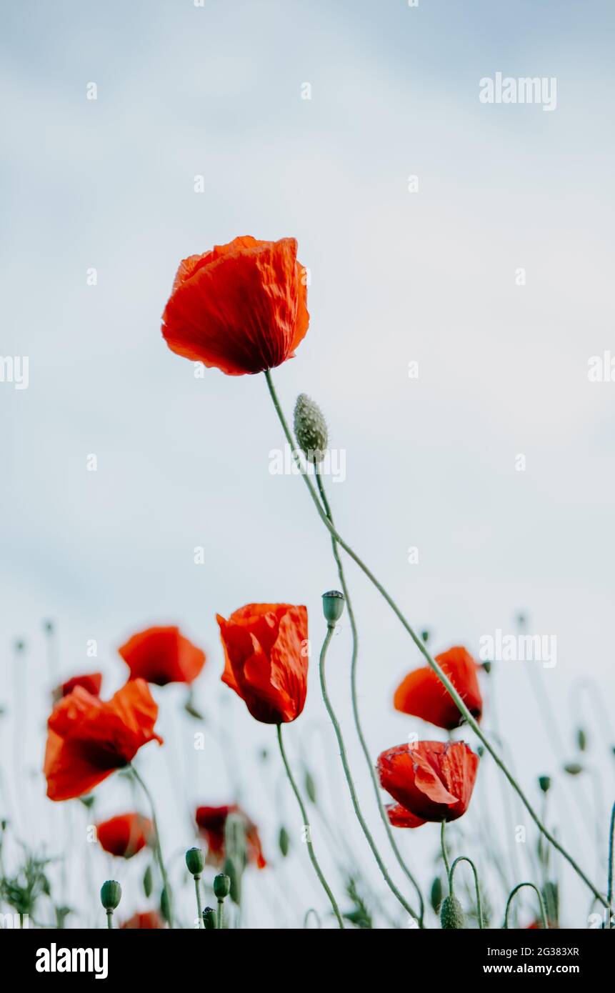 Vertical poppy flowers interlaced growing taller than the other flowers