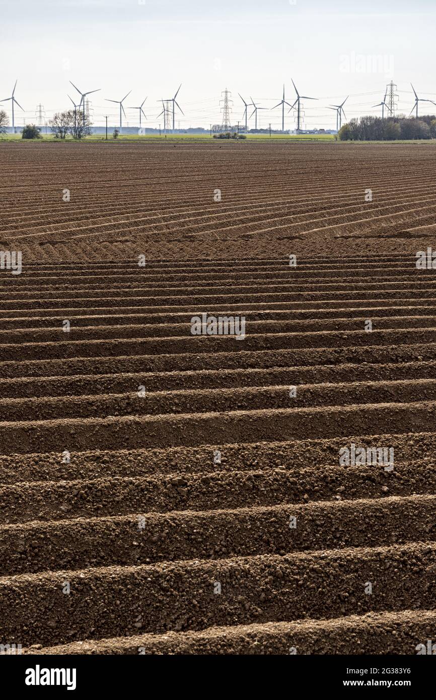 Soil in fields ridged for planting potatoes at Amcotts, North Lincolnshire UK Stock Photo