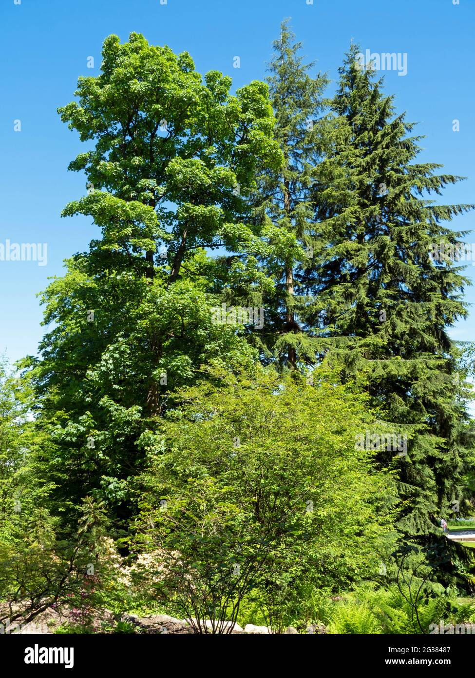 Summer season trees hi-res stock photography and images - Alamy