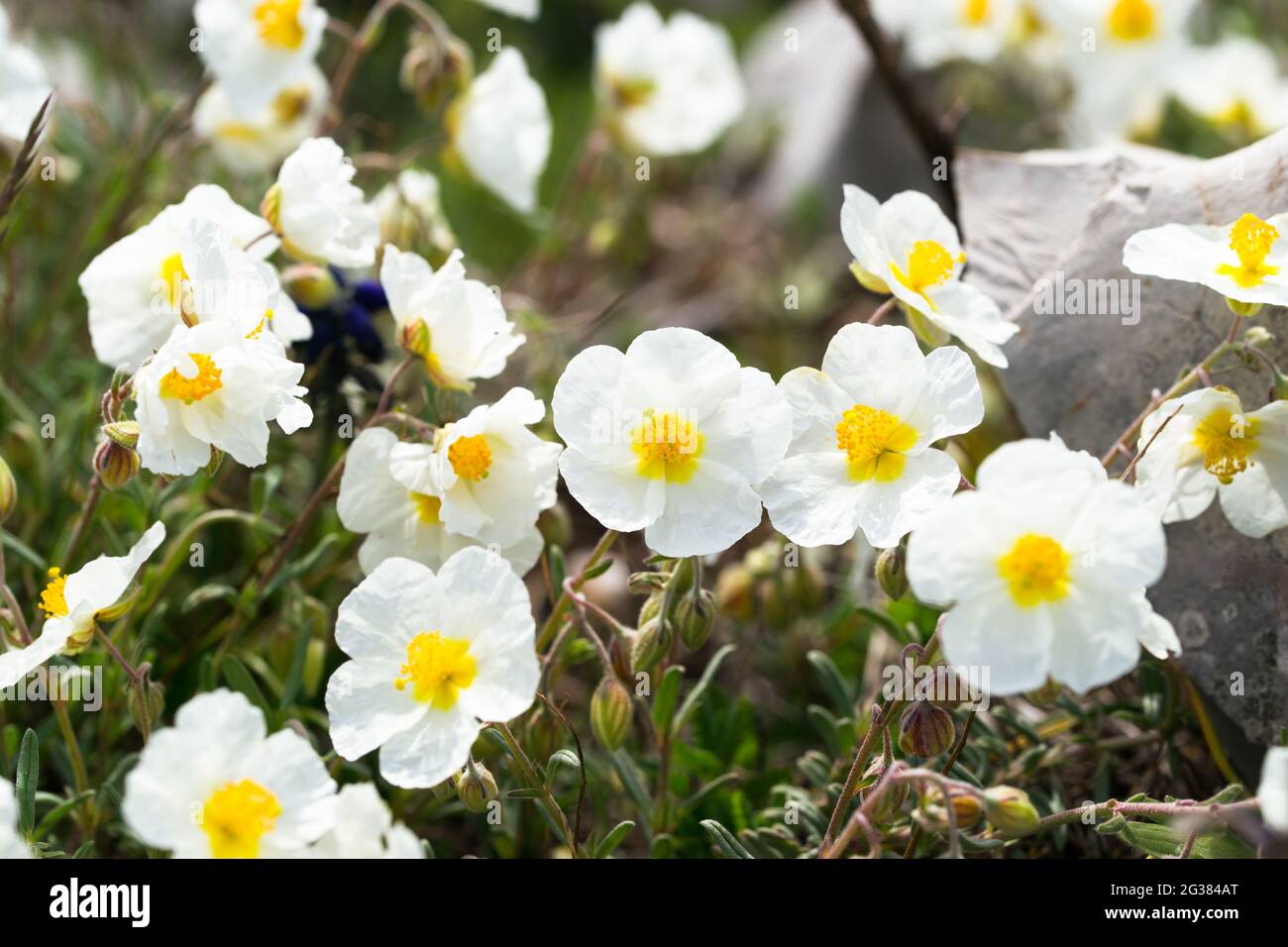 White rock-rose (Helianthemum apenninum) blooming during springtime in the south of France Stock Photo
