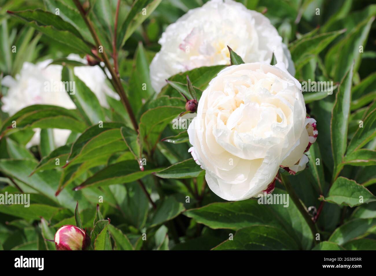 White double peony, Paeonia lactiflora variety Festiva Maxima, flowers with other flowers and buds blurred in the background of leaves. Stock Photo