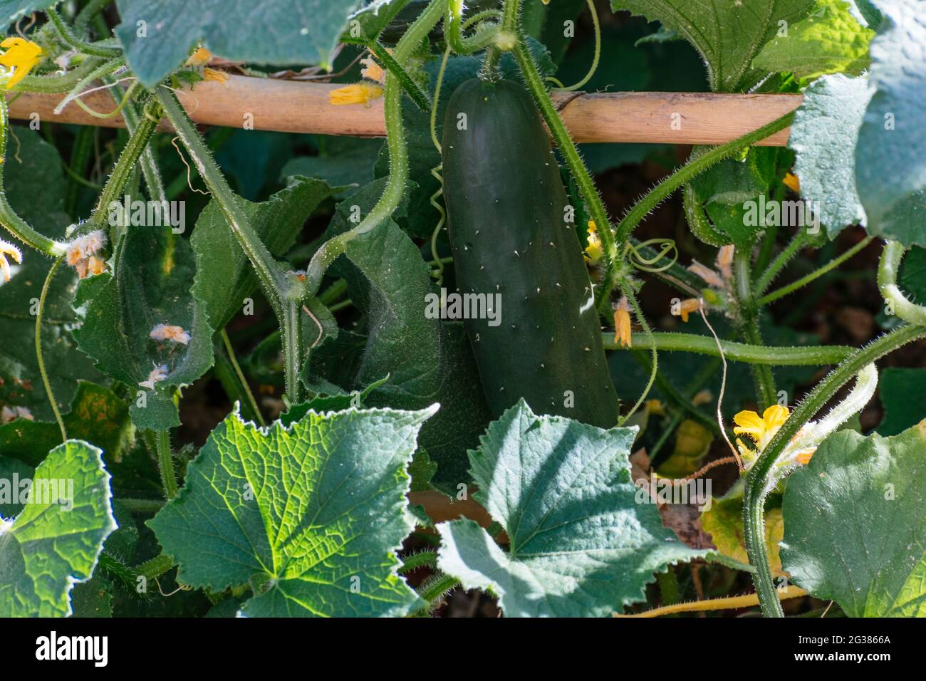 Cucumbers growing on the cucumber plant in an organic vegetable garden