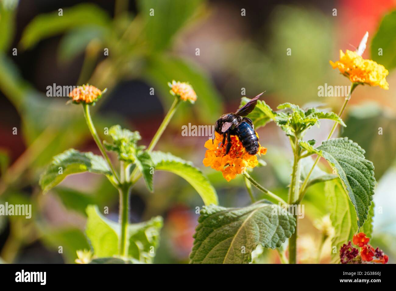 Carpenter bee collecting pollen on a Lantana camara flower. Andalucía, Spain, Europe Stock Photo