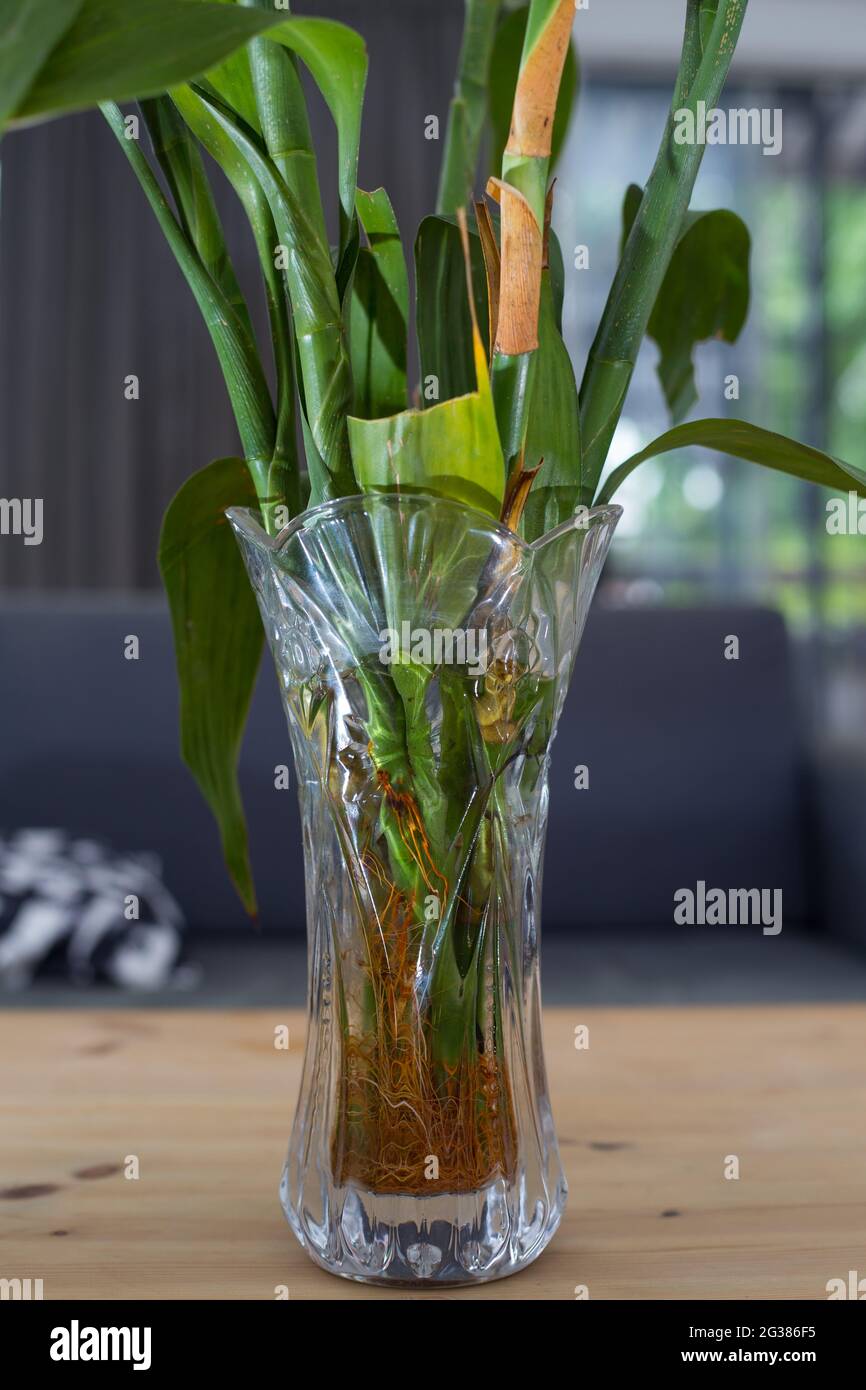 peace lily where to buy Buy Spathiphyllum Flower Peace Lilly Plants main image 0