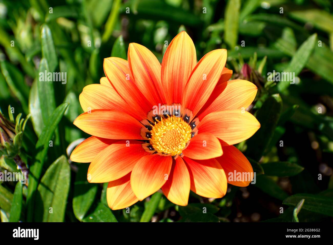 Gazania linearis is a species of flowering plant in the daisy family known by the common name treasure flower. Gazania is a genus of flowering plants Stock Photo