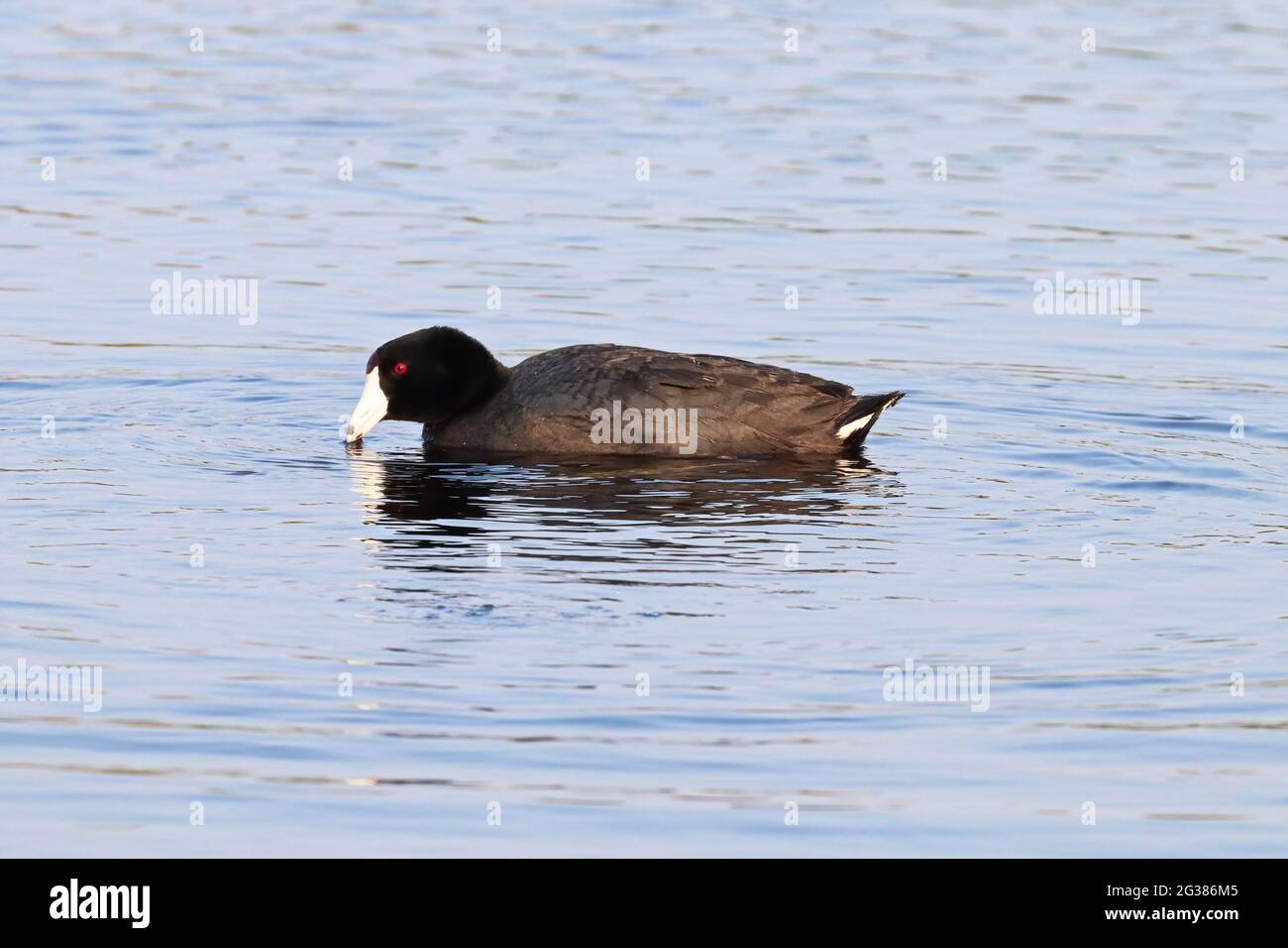 An American Coot duck swimming in water Stock Photo
