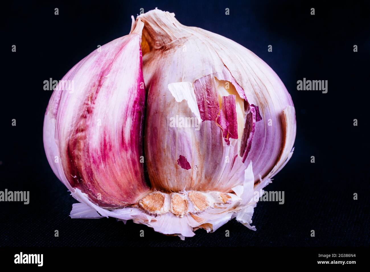 A garlic bulb isolated on black. Garlic, Allium sativum, is a species