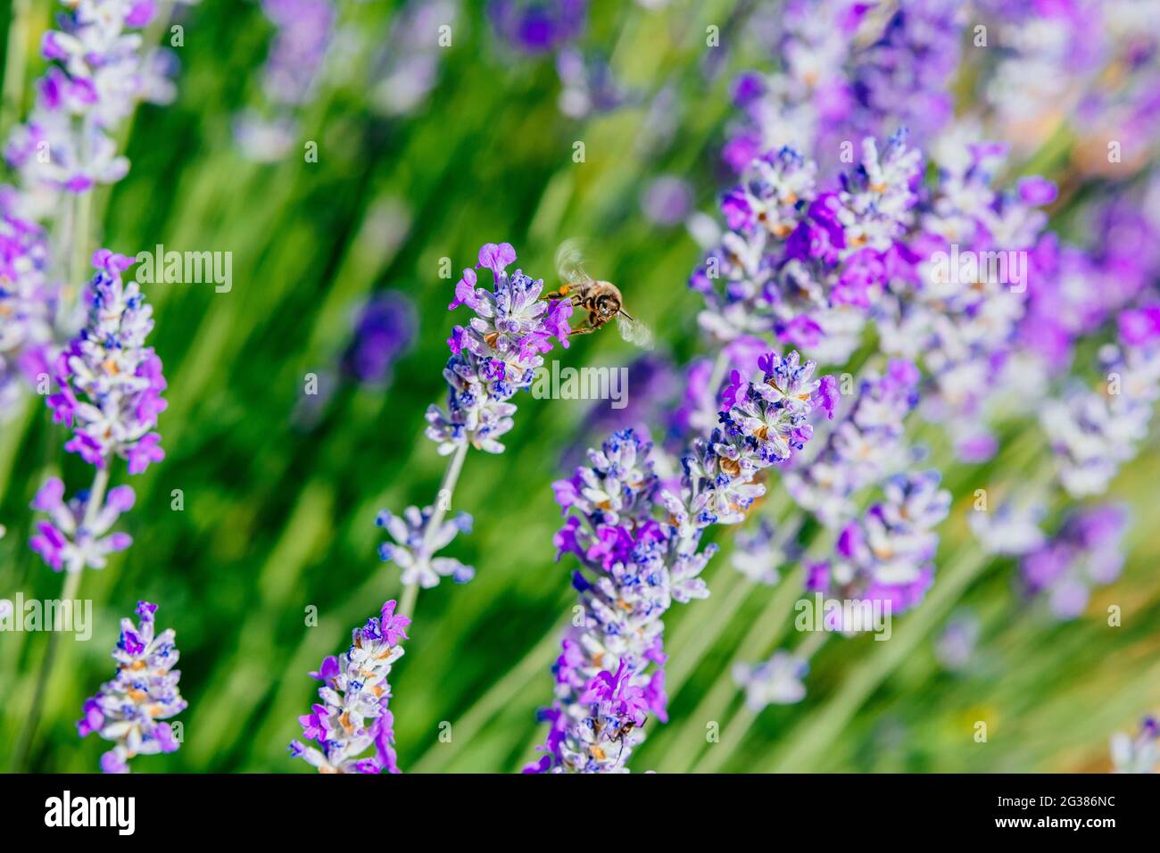 Honey bees collecting pollen from purple Lavender. Brihuega, Guadalajara, Castilla - La Mancha, Spain, Europe Stock Photo