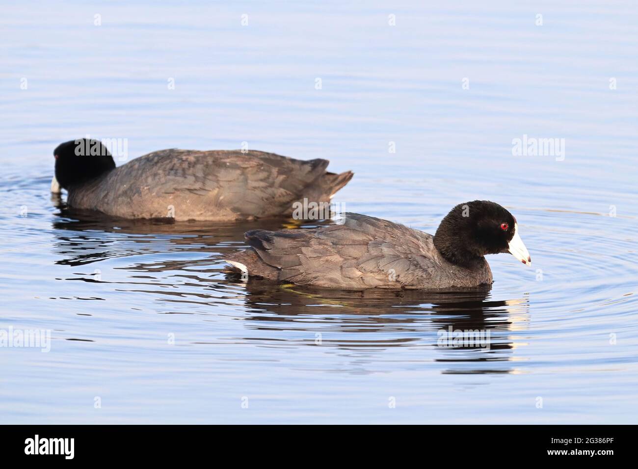 Two American Coot ducks swimming in water Stock Photo