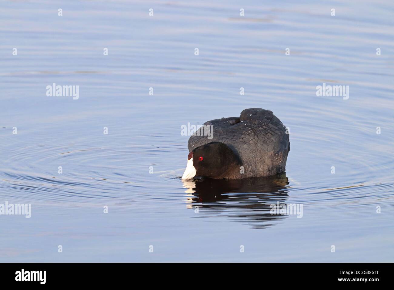 An American Coot duck swimming in water Stock Photo