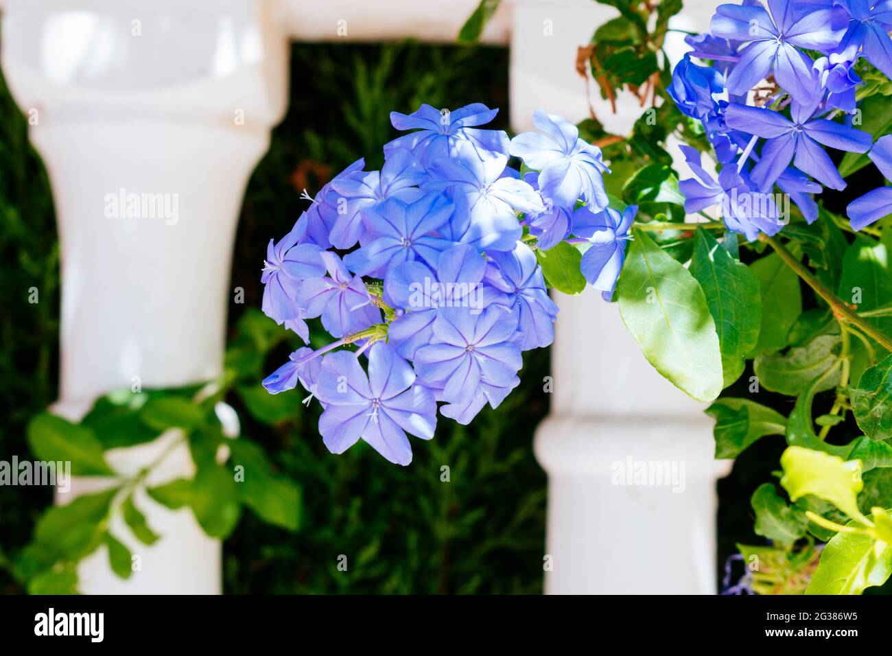 A flowering Blue Plumbago plant next to white wall. Toremolinos, Málaga, Andalucía, Spain, Europe Stock Photo
