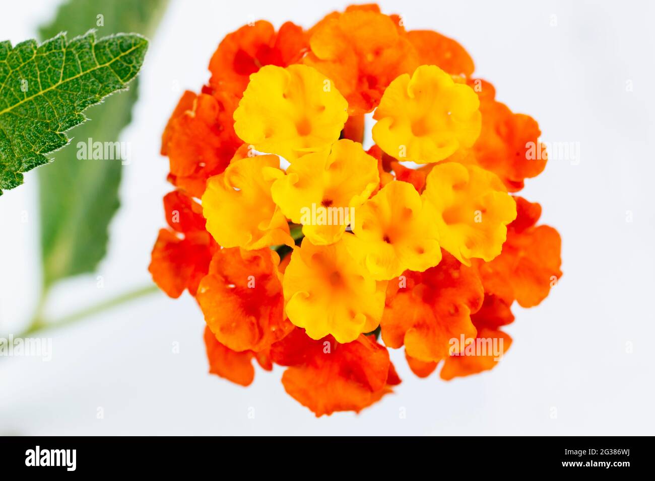 Lantana camara, commonly called lantana, is a shrub in the genus Lantana. It is native to Central and South America.It is included in the list of 100 Stock Photo