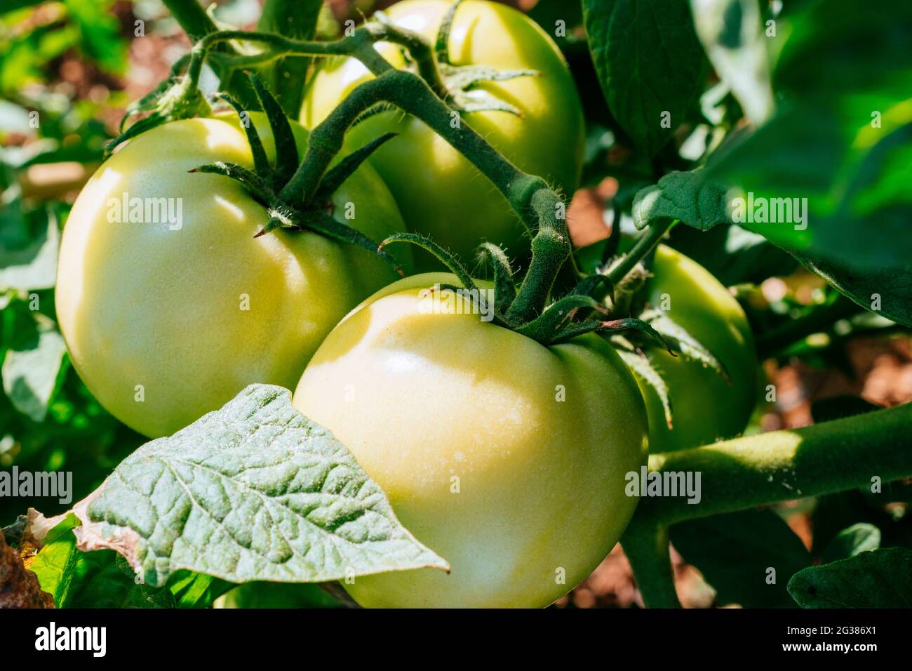Green tomatoes growing on the tomato plant in an organic vegetable