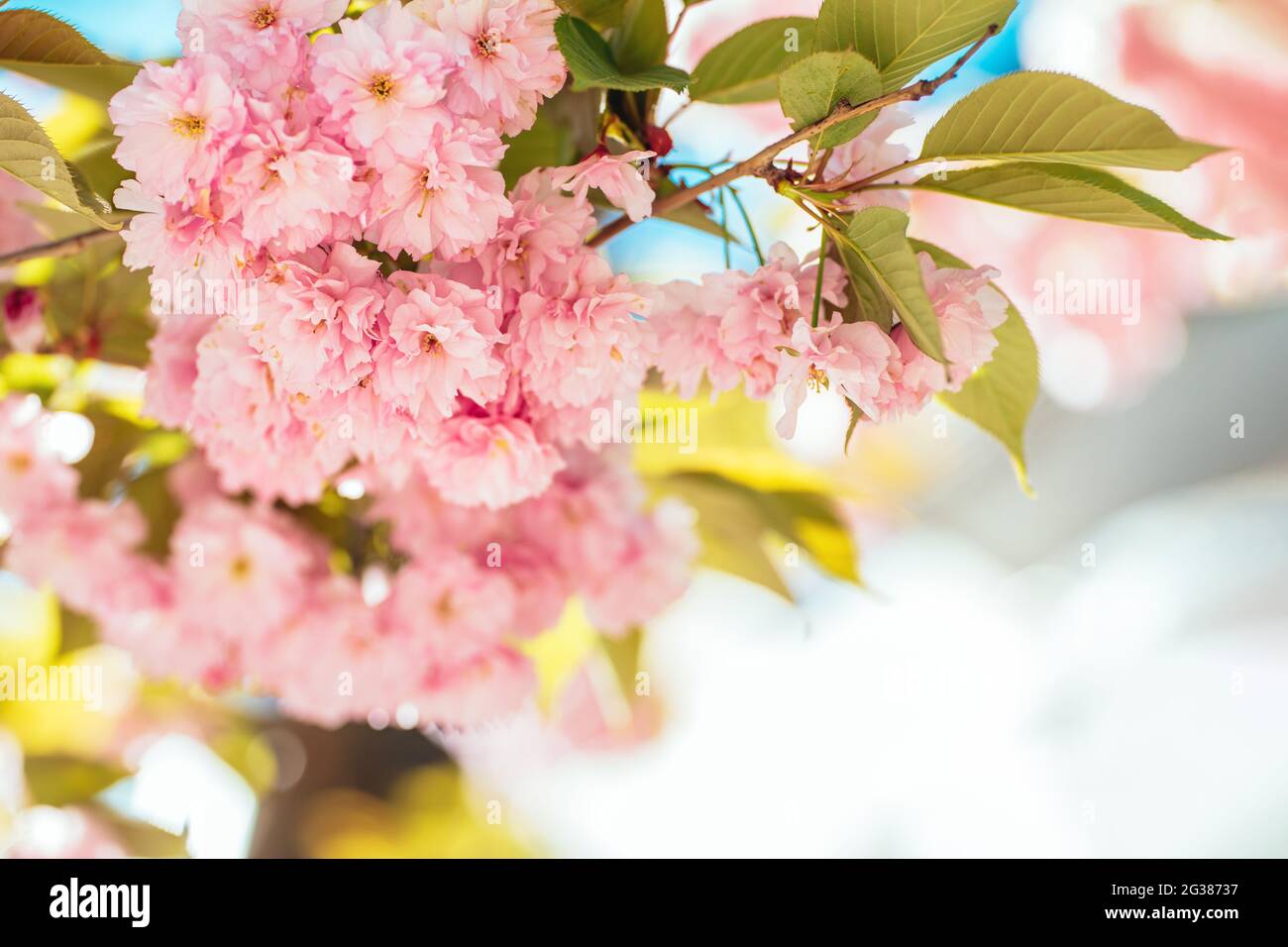 Amazing pink cherry blossoms on the Sakura tree in a blue sky. Place ...
