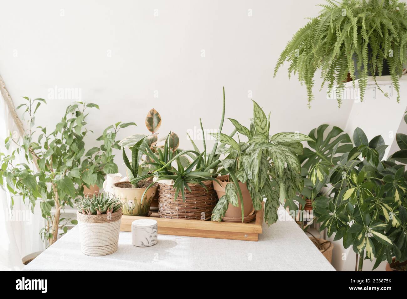 Arranging house plants hi-res stock photography and images - Alamy