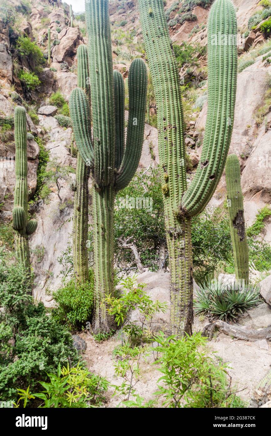 Tall cacti in Quebrada del Colorado canyon near Cafayate, Argentina Stock  Photo - Alamy